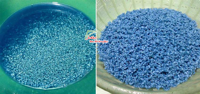 Ngâm gạo trong nước hoa đậu biếc